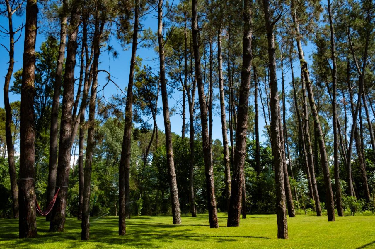 Buxus Hotel Shekvetili Zewnętrze zdjęcie